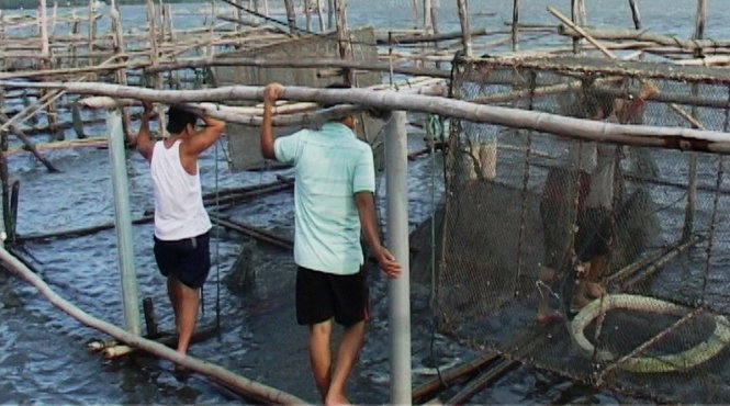 Cá nuôi lồng bị chết ở khu vực đầm Cầu Hai được người dân vớt lên hôm 8-11. Ảnh: Công Tuyển
