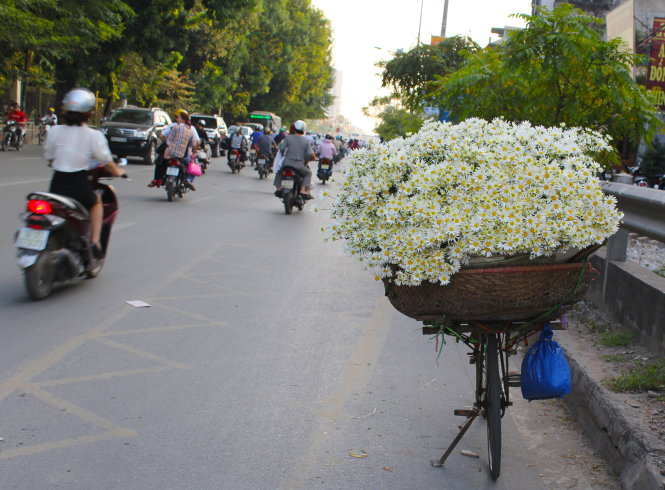 Có thể bắt gặp những chiếc xe đạp chở hoa cúc họa mi trên nhiều tuyến phố của Hà Nội.