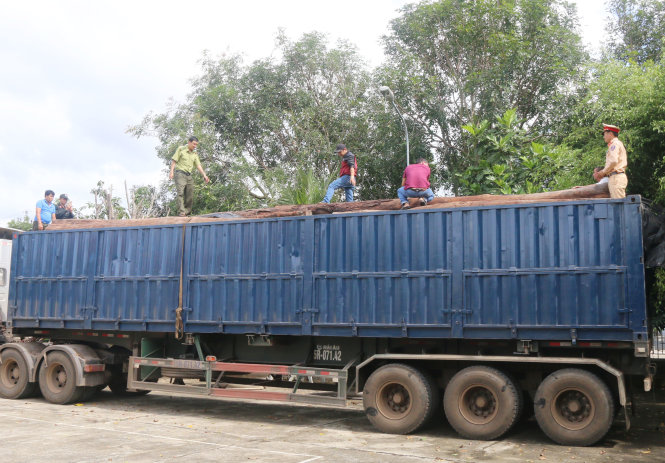 Lực lượng chức năng kiểm tra khối lượng gỗ căm xe trên xe container - Ảnh: THÁI THỊNH