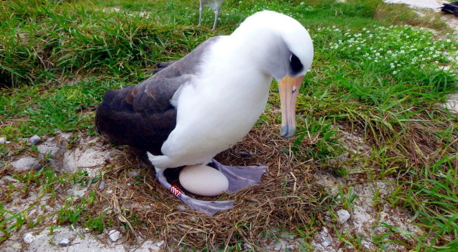 Con hải âu Laysan được đặt tên Wisdom đang ấp trứng ở Midway Atoll - Ảnh: AP