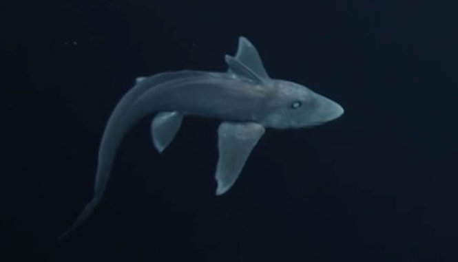 Cá mập ma xanh đầu nhọn - Ảnh: National Geographic
