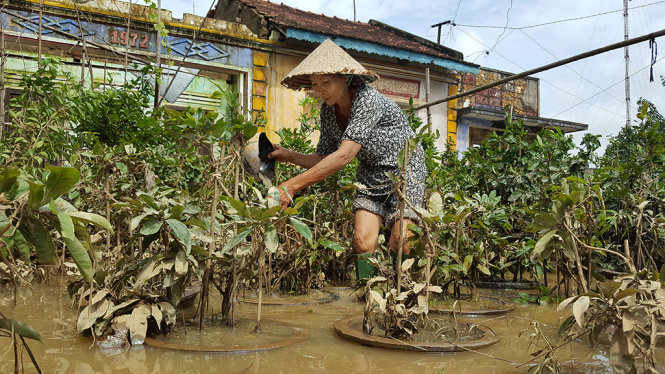Bà Hồ Thị Hương (thôn Hảo Đức, xã Nhơn An, thị xã An Nhơn, tỉnh Bình Định) giội rửa bùn đất trên các chậu mai sau khi lũ rút              - Ảnh: DUY THANH