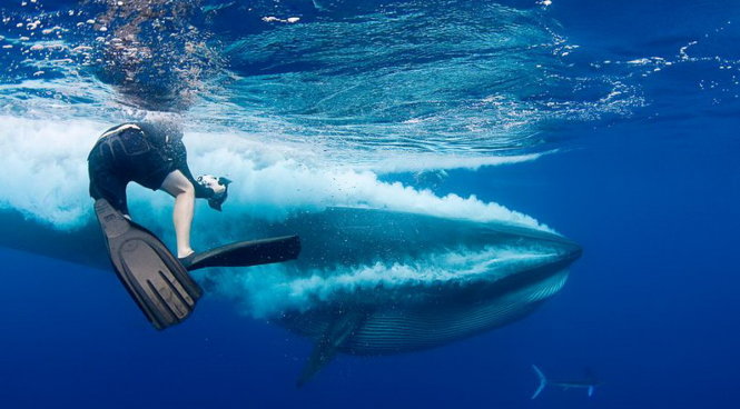 Thợ lặn cố tránh bị lọt vào cái hàm to lớn của con cá voi và chụp được những bức ảnh nghẹt thở về nó - Ảnh: SeaPics/Exclusivepix Media