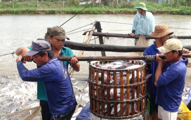 Nông dân ở Tân Hòa, Thanh Bình (Đồng Tháp) chỉ bán được cá cho thương lái tiêu thụ nội địa giá 19.000 đồng/kg. Thua lỗ nên nhiều hộ không dám thả nuôi vụ mới - Ảnh: Đ.VỊNH