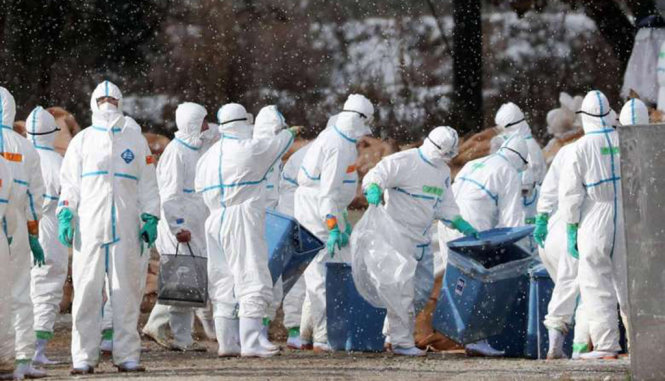 Các nhân viên y tế tiêu hủy gia cầm tại Nhật - Ảnh: Reuters