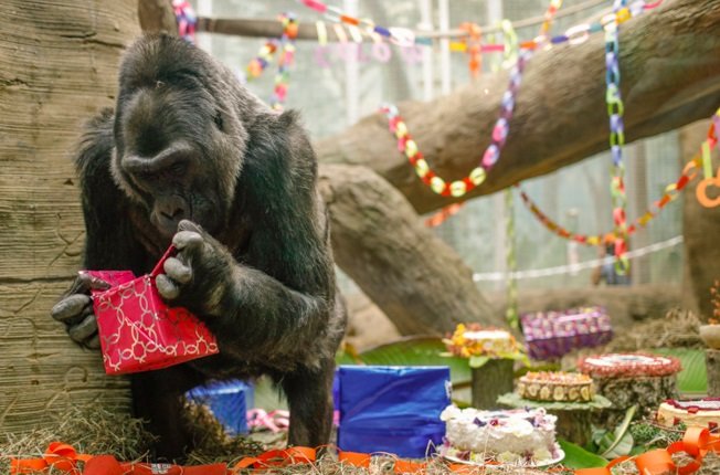 Khỉ đột Colo trong ngày sinh nhật thứ 60 - Ảnh: dispatch.com