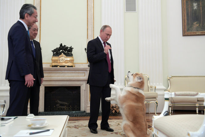Ông Putin chơi đùa cùng chó cưng Yume trước khi trả lời phỏng vấn Đài Nippon và báo Yomiuri của Nhật tại Điện Kremlin ngày 6-12 - Ảnh: Reuters