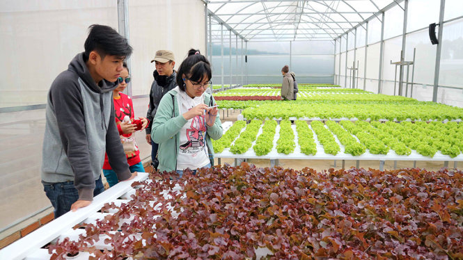 Du khách đến Đà Lạt tìm hiểu về nông sản thuỷ canh, đây là loại rau đang được Đà Lạt đẩy mạnh canh tác - Ảnh: M.VINH