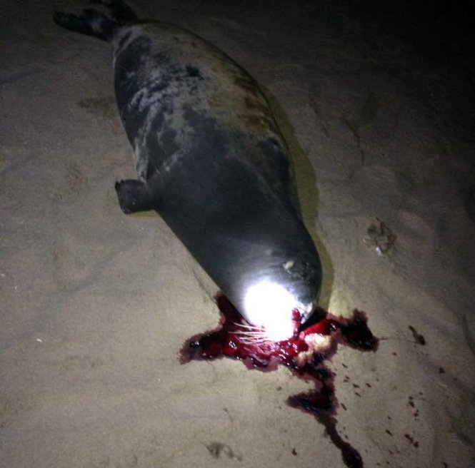 Xác con hải cẩu nghi bị đánh chết do người dân chụp hình được