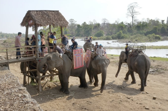 Những con voi ở Bản Đôn (Đắk Lắk) hằng ngày vẫn phải nặng nhọc lội sông cõng khách phục vụ du lịch - Ảnh: CHÂU ANH