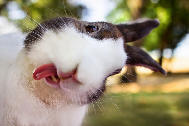 Khi thỏ selfie
