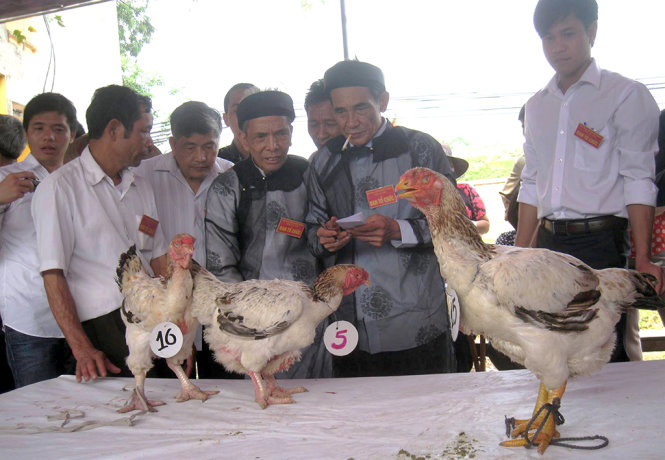 Gà Hồ tại cuộc thi gà đẹp tại làng Lạc Thổ, Thuận Thành, Bắc Ninh - Ảnh: Hội nuôi gà làng Lạc Thổ cung cấp