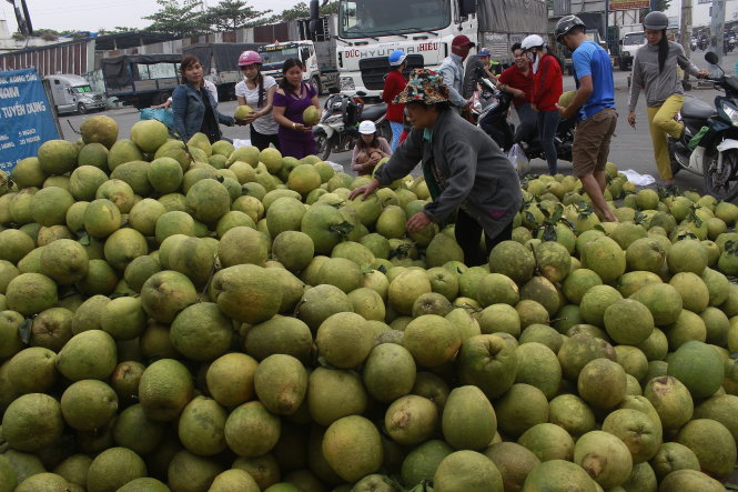 Hơn 5 tấn bưởi được một nhà vườn ở tỉnh Bình Phước chở xuống (Q.12) bán với giá 40-45.000 đồng/kg đã thu hút khá nhiều người mua - Ảnh: Nguyễn Trí