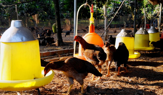Giá gà thả vườn cận tết hạ khiến người dân lo lắng. Trong ảnh: một trang trại gà thả vườn tại xã Bình Sơn, huyện Long Thành, Đồng Nai - Ảnh: A. Lộc
