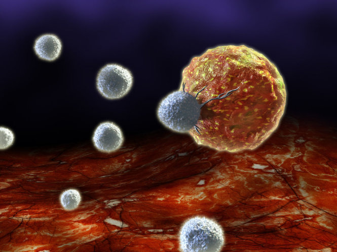 Ảnh minh họa tế bào T (màu trắng) đang tìm và diệt tế bào ung thư - Ảnh: Shutterstock