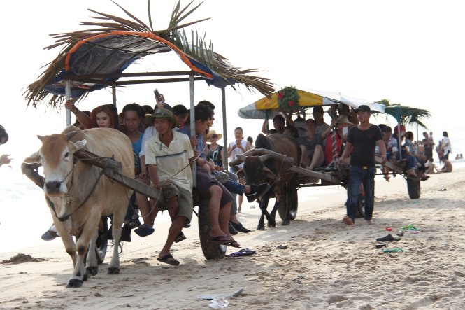 Khách du lịch sử dụng xe bò  đi dọc bờ biển để nhìn ngắm cảnh thiên nhiên và ngư dân đánh bắt cá. Ảnh: ĐÌNH TRỌNG