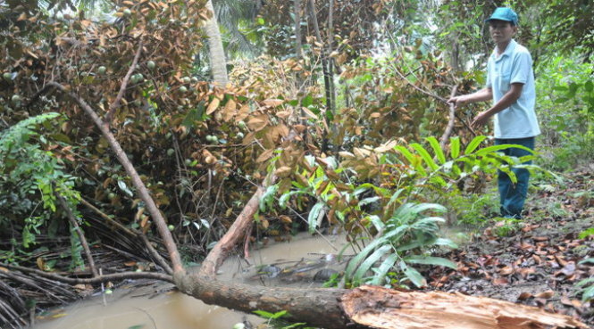 Một cây vú sữa của ông Võ Văn Tặng ở xã Bàn Long, huyện Châu Thành, Tiền Giang bị gãy cành lớn do mưa gây ra - Ảnh: Thanh Tú