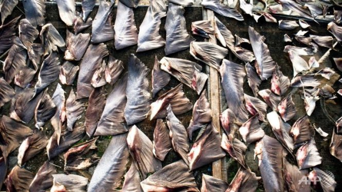 Vây cá mập thường có giá cao ở châu Á vì chúng thường được dùng trong các món súp phục vụ trong các dịp lễ đặc biệt - Ảnh: AFP