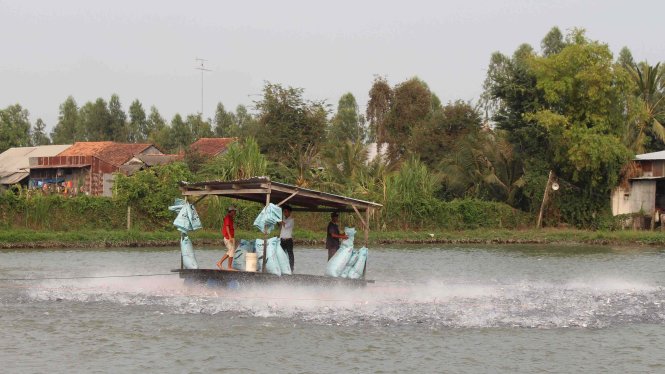 Gia đình một hộ dân ở huyện Châu Phú nuôi cá tra và tham gia dự án “chuỗi liên kết dọc” với Công ty Thuận An. Trong ảnh là người dân đang cho cá ăn theo dự án - Ảnh: Bửu Đấu