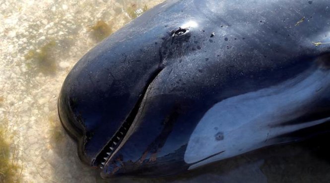 Một con cá voi chết trên bãi biển - Ảnh: REUTERS
