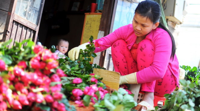 Giá hoa hồng tăng cao khiến nông dân phấn khởi. Trong ảnh, một nông dân đang xếp hoa hồng vào thùng chuyển đi - Ảnh: Lâm Thiên