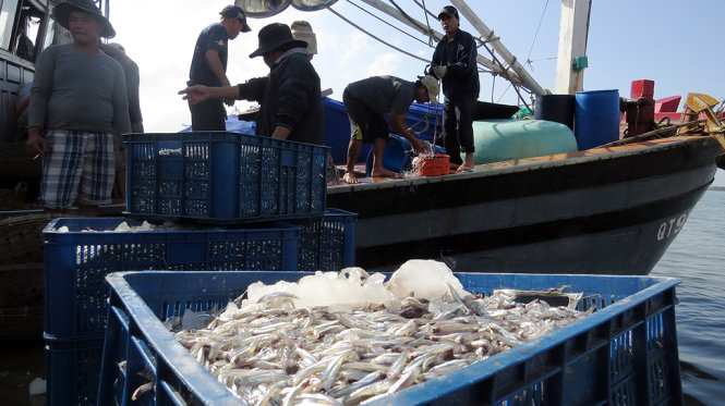 Mùa cá cơm bội thu của ngư dân Cửa Việt - Ảnh: Quốc Nam