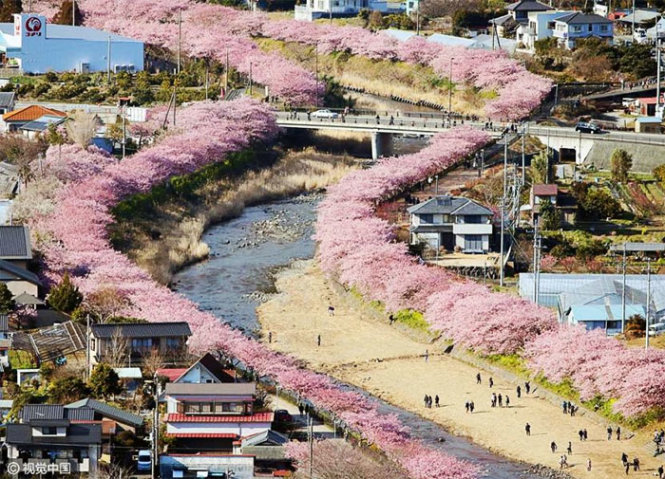 Hoa đào nở 'nhuộm hồng' thị trấn Kawazu