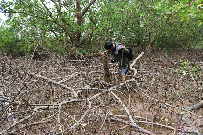 Nhiều cây bần trong khu vực rừng bảo vệ tuyến đê biển 
quốc gia bị chặt hạ - Ảnh: T.Thắng