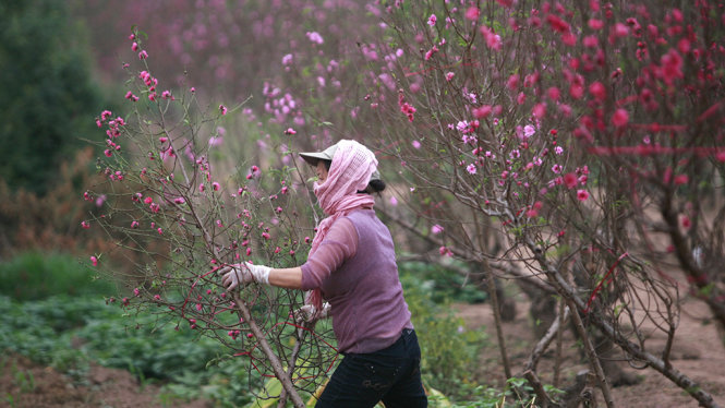 Quận Tây Hồ vừa kiến nghị thành phố Hà Nội cho thực hiện dự án bảo tồn trông cây hoa đào và sử dụng phần đất thuộc hành lang lưới điện 110kv qua địa bàn phường Phú Thượng để trông cây hoa đào - Ảnh: NAM TRẦN