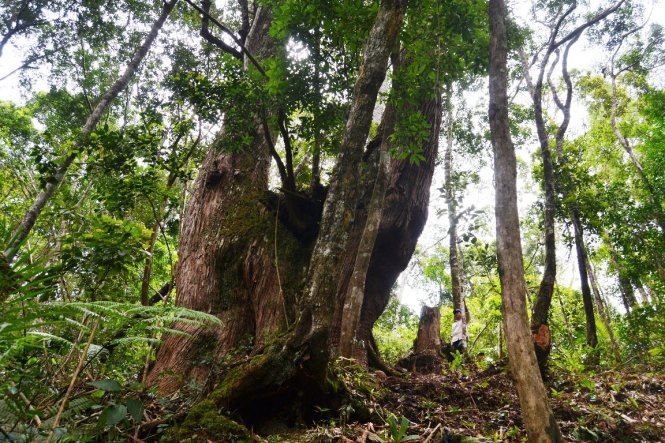 Khu rừng pơmu ở huyện Tây Giang - Ảnh: LÊ TRUNG