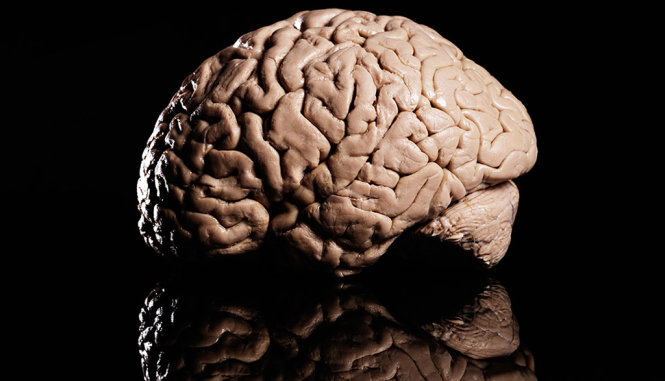 Chất dopamine đóng vai trò lớn trong việc giúp bộ não đưa ra quyết định - Ảnh: Reuters