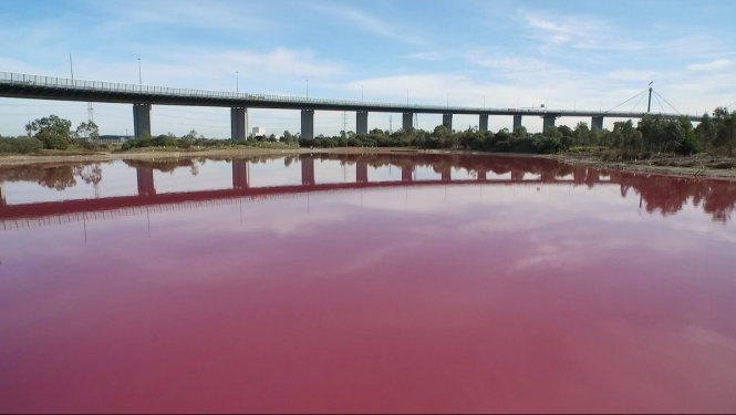 Hồ nước chuyển màu hồng ở Westgate Park, Úc - Ảnh: Parks Victoria