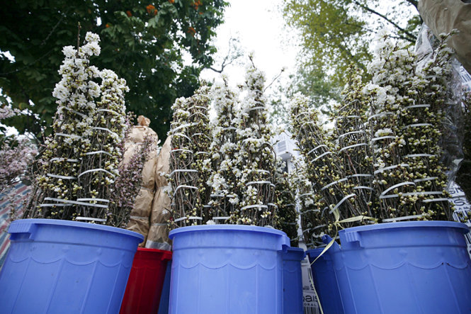 Các cành hoa anh đào được giữ cho tươi bằng cách ngâm vào các thùng nước