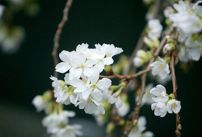 Một cành hoa anh đào trắng đã bung nở rất đẹp