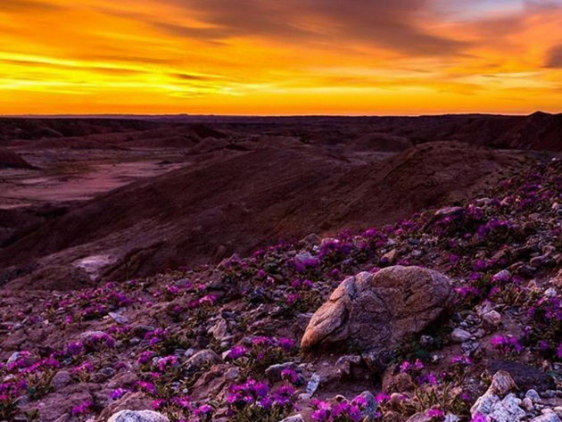 Hoa nở trên sa mạc Anza-Borrego - Ảnh: Zandtrick/Instagram