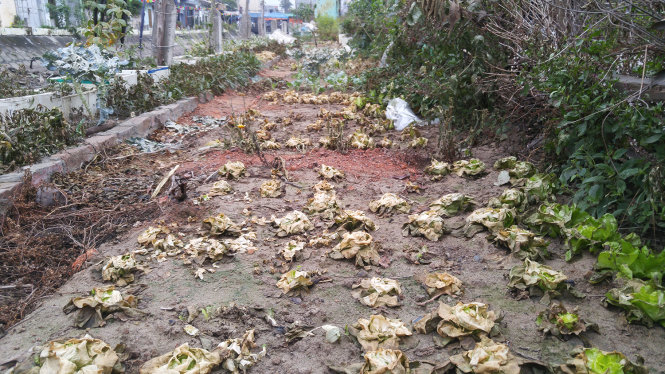 Vườn rau chết cháy sau khi bị phun thuốc diệt cỏ - Ảnh: Tiến Thắng