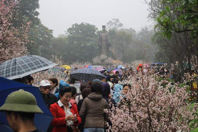 Rất đông người dân đã tới ngắm hoa anh đào tại Vườn hoa Lý Thái Tổ sáng 11-3 - Ảnh: Hà Thanh