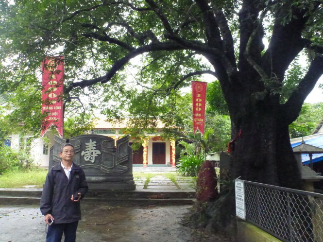 Cây thị trong nhà thờ phái Thân Văn làng Dương Xuân Hạ, TP Huế được công nhận là Cây di sản VN cuối năm 2010 - Ảnh: THÁI LỘC