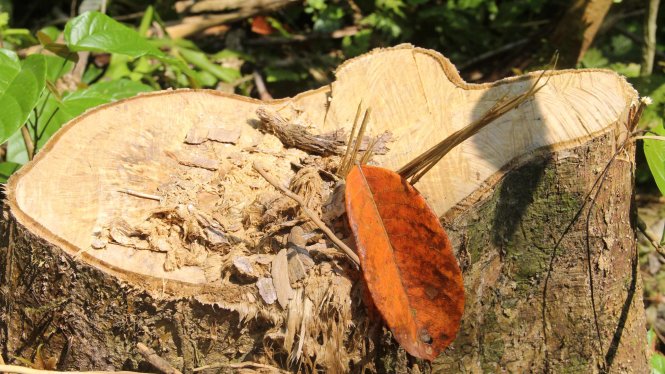 Nhiều cây gỗ lớn ở rừng phòng hộ Bắc Trà My bị đốn hạ - Ảnh: C.Mạnh