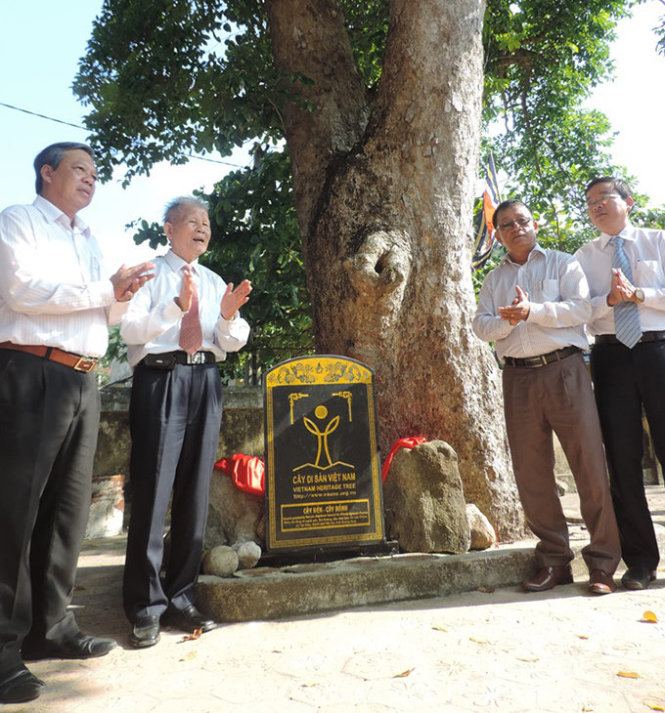 Cây Kén - cây di sản ở Bãi Hương, Cù Lao Chàm - Ảnh: Hoàng Duy