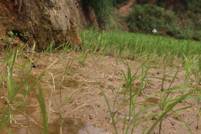 Ruộng lúa lấy nước nghi ô nhiễm từ kênh thủy nông đang có dấu hiệu bị cháy lá và chết - Ảnh: Chí Tuệ