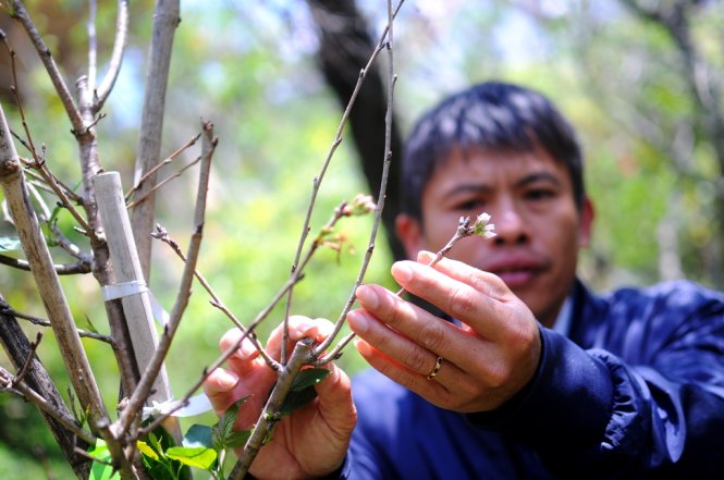 Anh Bùi Văn Sang - người có công nuôi trồng và chăm sóc thành công giống hoa Yoshino của Nhật Bản tại Đà Lạt - Ảnh: Lâm Thiên