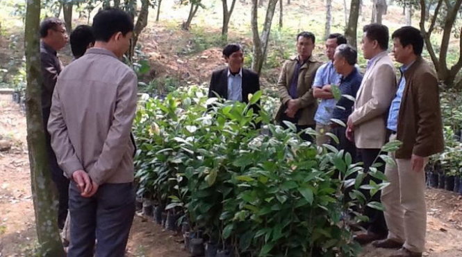 Đoàn công tác Sở KH&CN Nghệ An và lãnh đạo huyện Quế Phong tham quan, học hỏi mô hình bảo tồn cây chè hoa vàng ở một số tỉnh phía Bắc - Ảnh: TRẦN QUỐC THÀNH