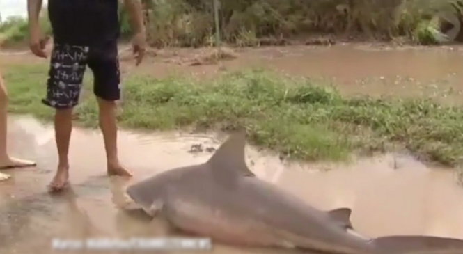 Hình ảnh con cá mập nằm trên con đường bị nước lũ cô lập khiến người dân hoảng sợ - Ảnh chụp từ clip