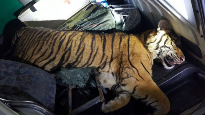 Con hổ trên xe cứu thương mà CSGT Thanh Hóa vừa bắt giữ - Ảnh do CSGT Thanh Hóa cung cấp.