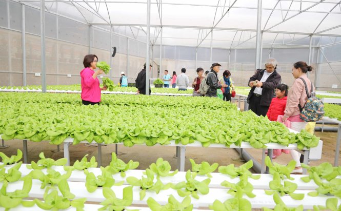 Nhiều trang trại rau sạch tại Đà Lạt, Lâm Đồng trở thành điểm tham quan được nhiều du khách ưa thích - Ảnh: PHAN HUY