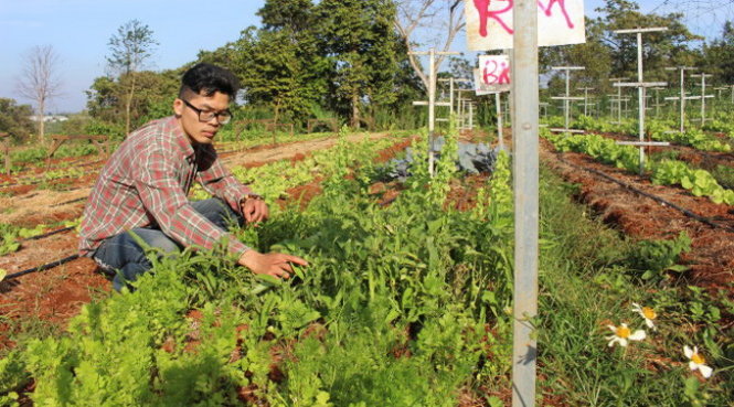 Đinh Huy Hoàng chăm sóc những luống rau sạch - Ảnh: Thái Thịnh