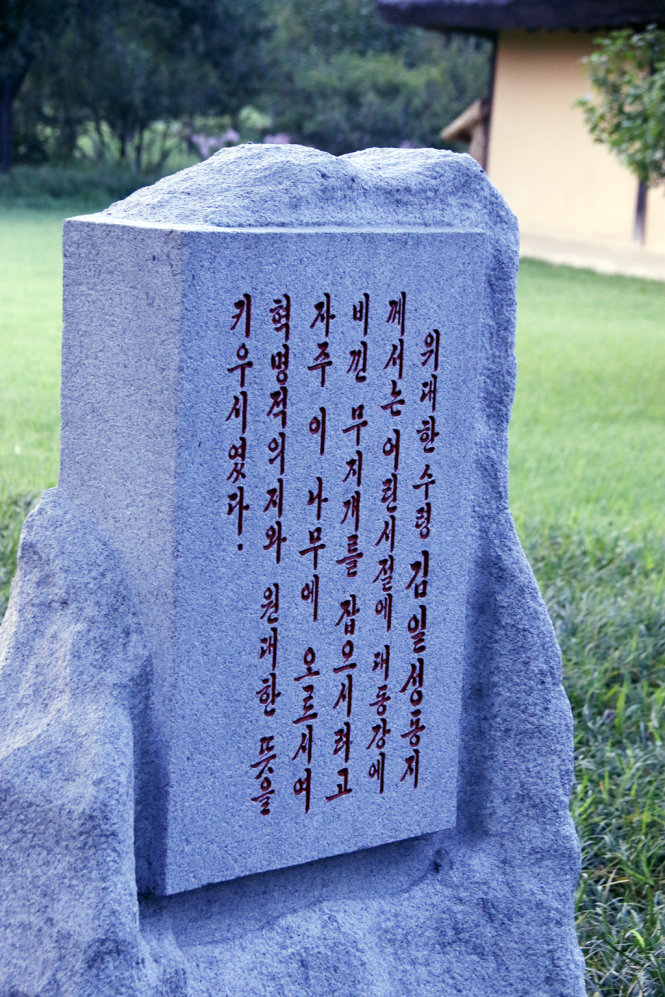 Tấm biển giới thiệu cái cây mà thủa bé, thủ lĩnh Kim Nhật Thành từng leo lên để bắc cầu vồng hiện lên trên sông Daedong… - Ảnh: THÁI LỘC