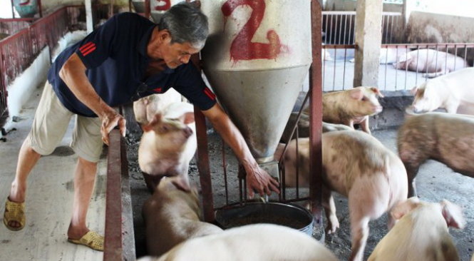 Nhiều người chăn nuôi heo theo quy trình VietGAHP tại Đồng Nai vừa được “tiếp sức” sau khi một siêu thị cam kết bao tiêu với giá cao hơn giá thị trường - Ảnh: Công Trung