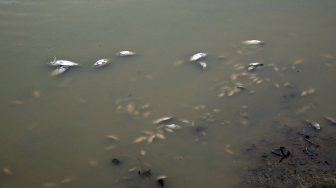 Cá chết nổi trắng đồng ở Hòa Tiến vừa qua - Ảnh: Đoàn Cường